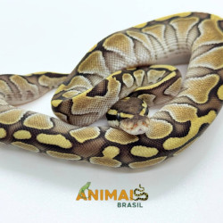Píton bola (Python regius)...