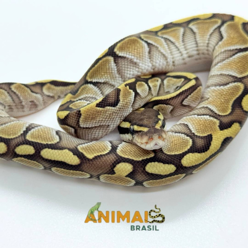 Píton bola (Python regius) A1195 - Lesser