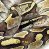 Píton bola (Python regius) A1195 - Lesser