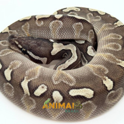 Píton bola (Python regius) A1145 - Lesser GHI