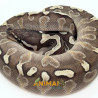 Píton bola (Python regius) A1145 - Lesser GHI