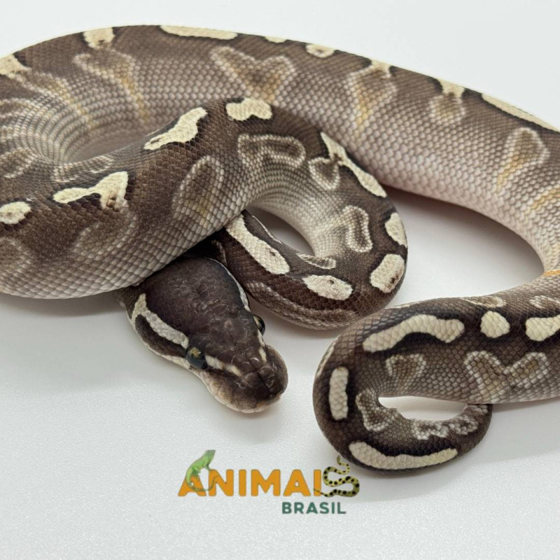 Píton bola (Python regius) A1145 - Lesser GHI