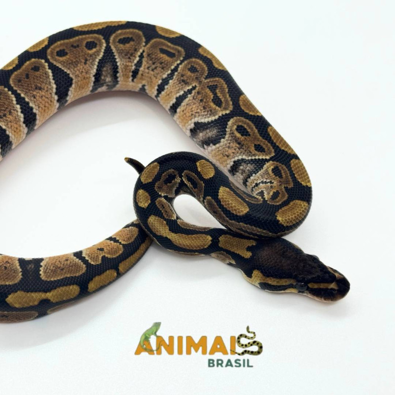 Píton-ball - (Python regius) A1253 - Comum
