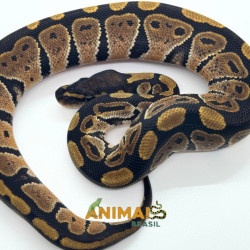 Píton-ball - (Python regius) A1253 - Comum