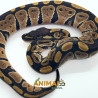 Píton-ball - (Python regius) A1253 - Comum