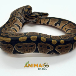 Píton-ball - (Python regius) A1253 - Comum