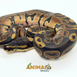 Píton-ball - (Python...