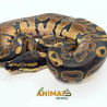 Píton-ball - (Python regius) A1193 - Comum