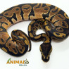 Píton-ball - (Python regius) A1193 - Comum