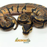 Píton-ball - (Python regius) A1193 - Comum