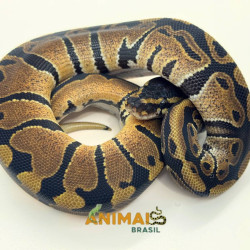 Píton-ball - (Python...