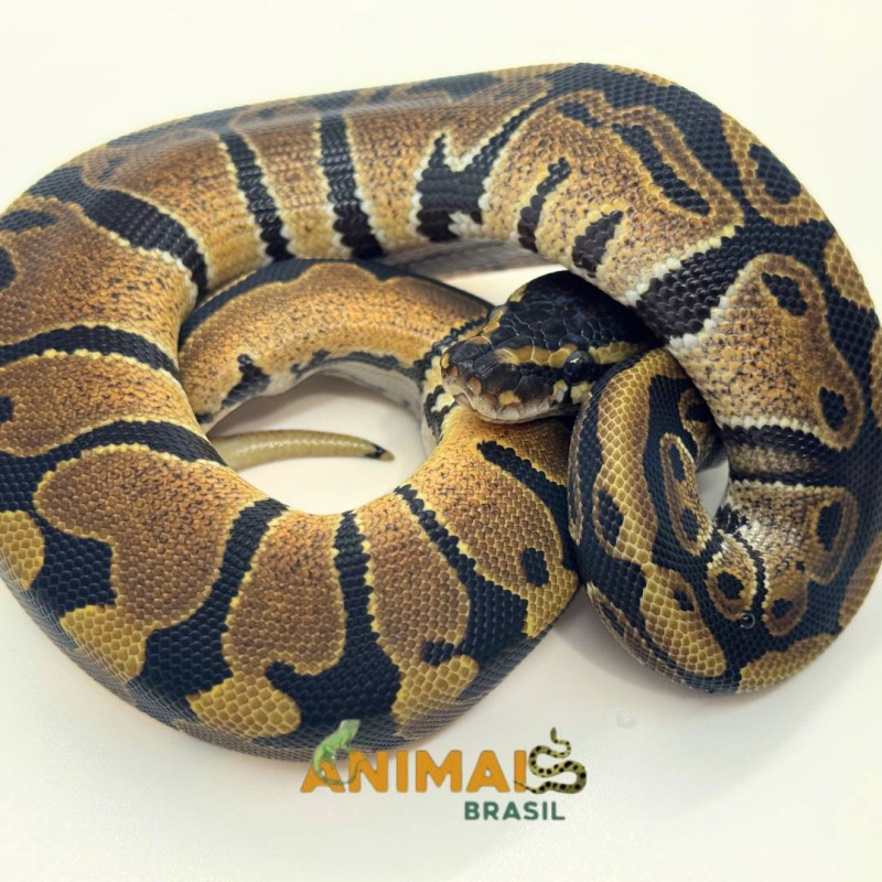 Píton-ball - (Python regius) A1189 - Comum