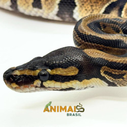 Píton-ball - (Python regius) A1189 - Comum