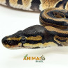 Píton-ball - (Python regius) A1189 - Comum