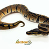 Píton-ball - (Python regius) A1189 - Comum