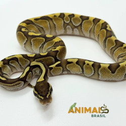 Píton bola (Python regius)...