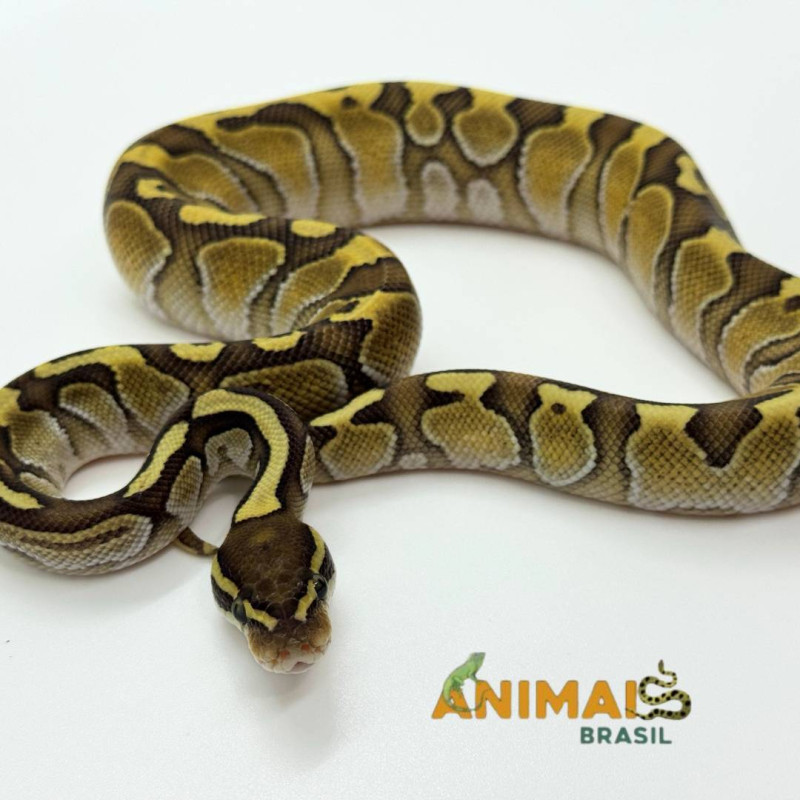 Píton bola (Python regius) A1177- Lesser possível Yellow belly