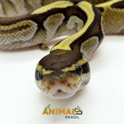 Píton bola (Python regius) A1177- Lesser possível Yellow belly