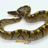Píton bola (Python regius) A1177- Lesser possível Yellow belly