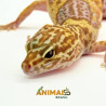 Gecko (Lagartixa Leopardo) Tremper snake eyes Em113