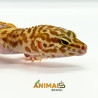 Gecko (Lagartixa Leopardo) Tremper snake eyes Em113