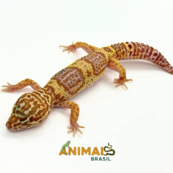 Gecko (Lagartixa Leopardo) Tremper snake eyes Em113