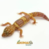 Gecko (Lagartixa Leopardo) Tremper snake eyes Em113