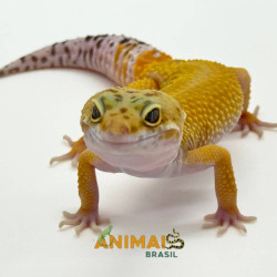 Gecko (Lagartixa Leopardo) Em119 - Super Hypo