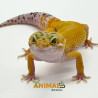 Gecko (Lagartixa Leopardo) Em119 - Super Hypo