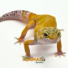 Gecko (Lagartixa Leopardo) Em119 - Super Hypo