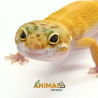 Gecko (Lagartixa Leopardo) Em119 - Super Hypo