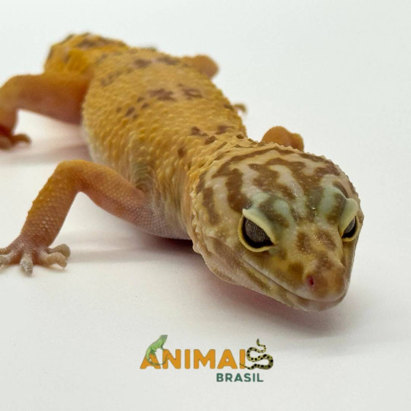 Gecko (Lagartixa Leopardo) EM098