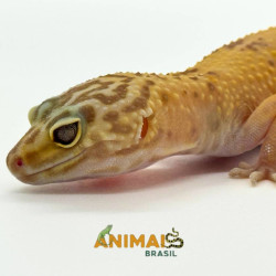 Gecko (Lagartixa Leopardo) EM098