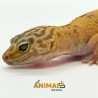 Gecko (Lagartixa Leopardo) EM098