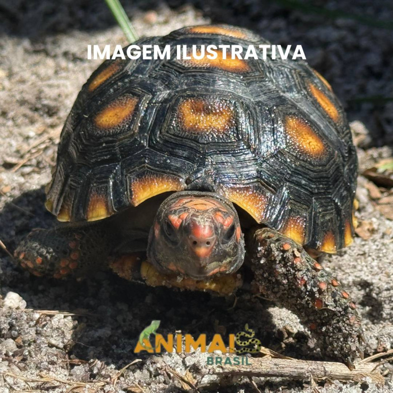 Jabuti Piranga do cerrado (Chelonoidis carbonaria)