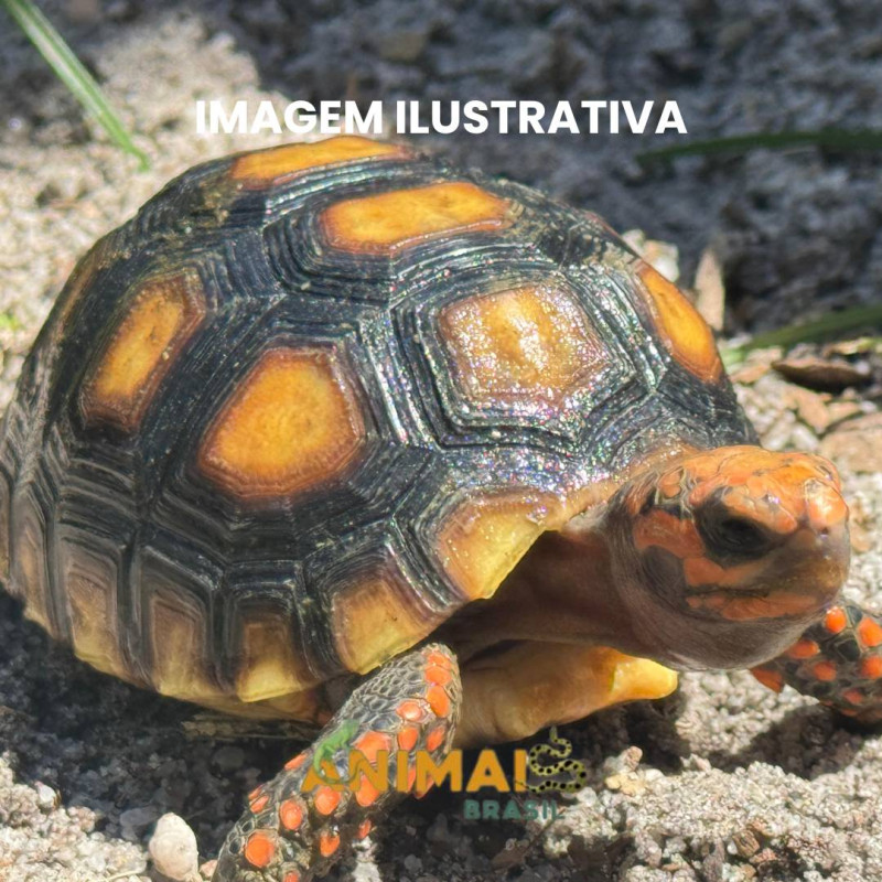 Jabuti Piranga da Floresta (Chelonoidis carbonaria)