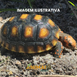 Jabuti Piranga da Floresta (Chelonoidis carbonaria)