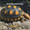 Jabuti Piranga da Floresta (Chelonoidis carbonaria)