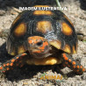 Jabuti Piranga da Floresta (Chelonoidis carbonaria)