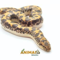 Sand Boa - (Eryx...