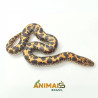 Sand Boa - (Eryx colubrinus) - Padrão comum - A1267