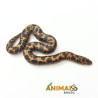 Sand Boa - (Eryx colubrinus) - Padrão comum - A1267