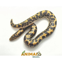 Sand Boa - (Eryx...