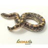 Sand Boa - (Eryx colubrinus) - Padrão comum - A1268