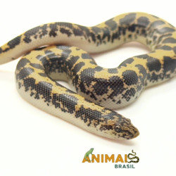 Sand Boa - (Eryx colubrinus) - Padrão comum - A1268