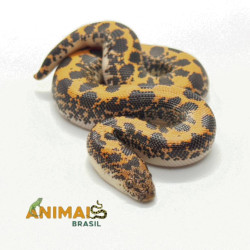 Sand Boa - (Eryx...