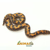 Sand Boa - (Eryx colubrinus) - Padrão comum - A1270
