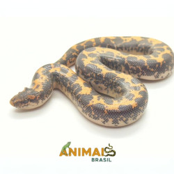 Sand Boa - (Eryx...