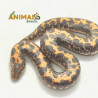 Sand Boa - (Eryx colubrinus) - Padrão comum - A1271