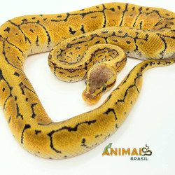 Píton-ball - (Python...